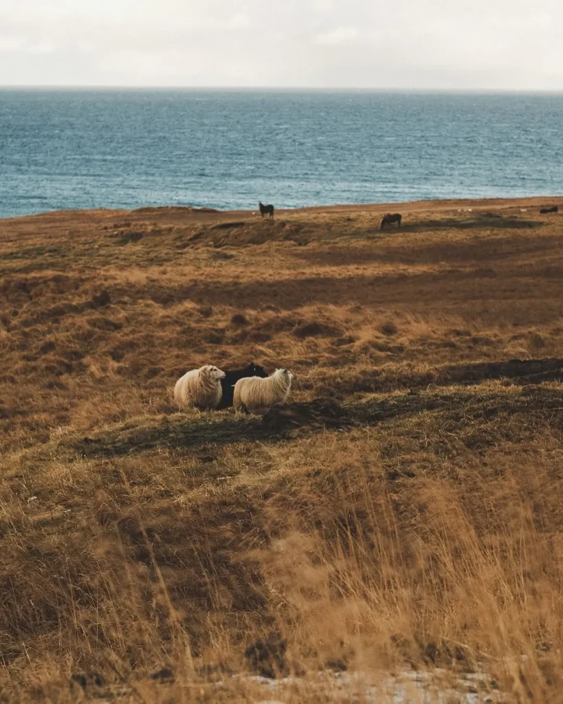 Iceland